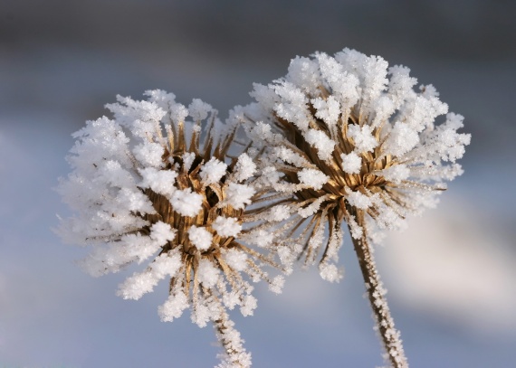frosty plant