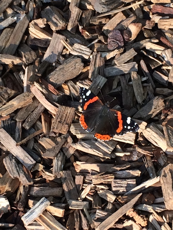 Schmetterling - Foto: Vanessa Atalanta