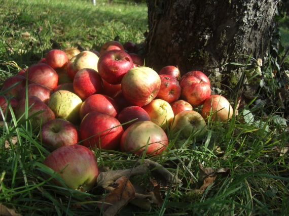 Apfelernte auf einer Streuobstwiese - Foto: Hutter