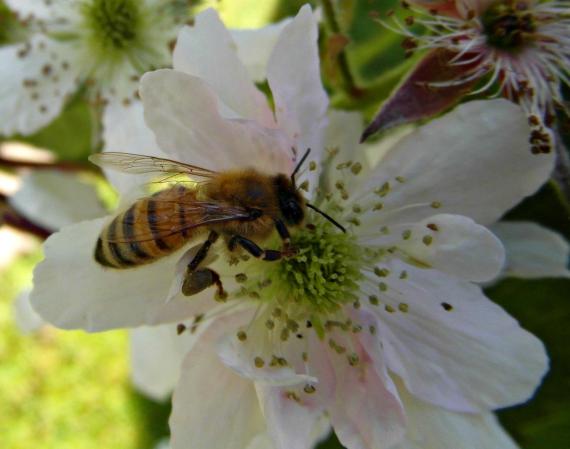 Fleißige Biene - Foto: Pixelio