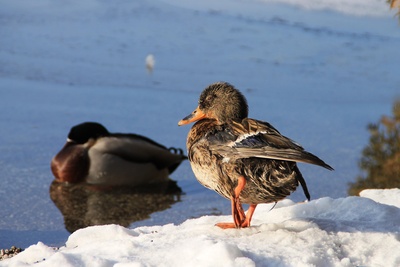 Ente nach Eisbad - Foto: Petra Dirscherl/pixelio