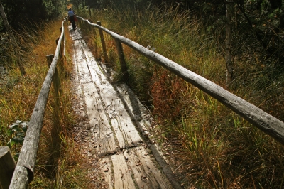 Holzplanken im Hochmoor - Foto: RainerSturm/Pixelio