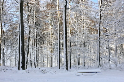 Winterwald-Foto: Rosel Eckstein/Pixelio